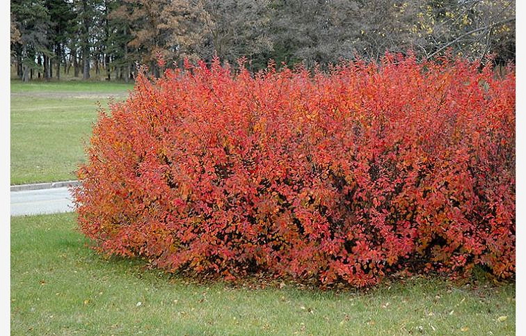 Skalník lesklý 20-40cm - Cotoneaster lucidus kont. 2 l
