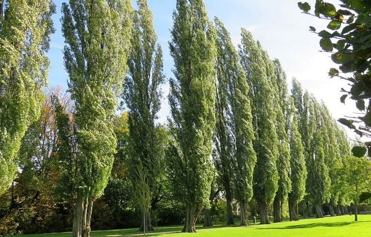 Topoľ čierny Pyramidalis 300-350 cm, kont. 18 l