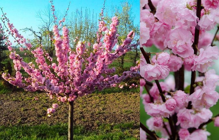 Mandľa trojlaločná na 80-100cm kmienku, výška 110-140cm, kont. 3 l