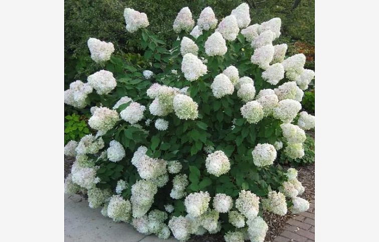 Hortenzia metlinatá Silver Dollar 20-40cm - Hydrangea paniculata kont. 2 l