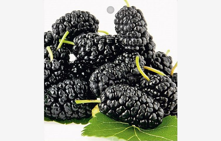 Moruša veľkoplodá Trnavská 30-60 cm, kont. 2 l