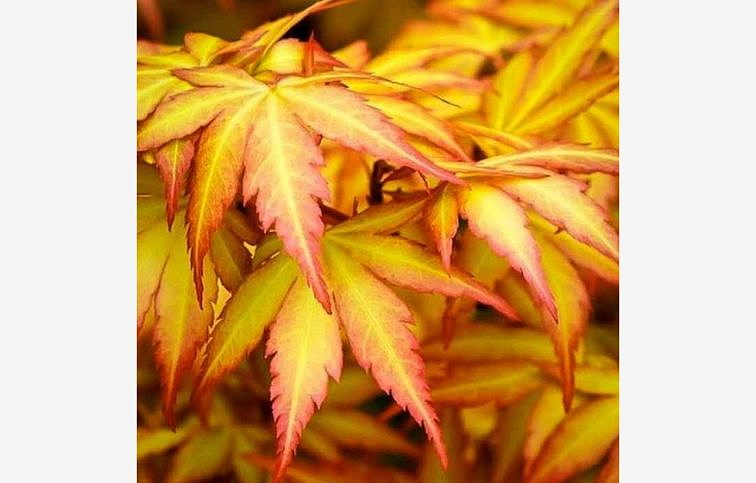 Javor dlaňolistý PALMATUM ORANGE DREAM 70-90 cm, kont. 9 l