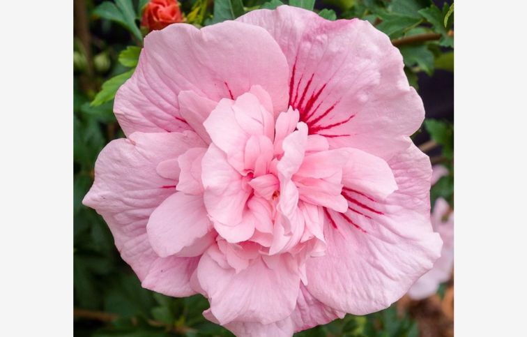 Ibištek sýrsky Pink Chiffon na cca 70cm kmienku, výška 120-130cm, kont. 5 l