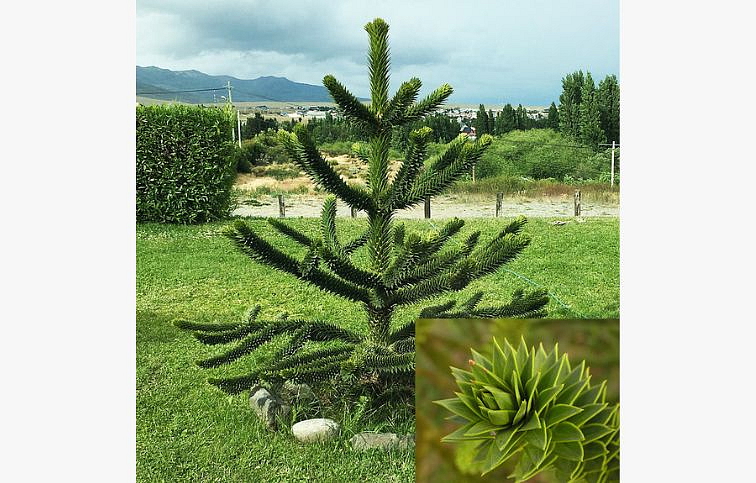 Araukária andská 25-35cm, kont. 1 l