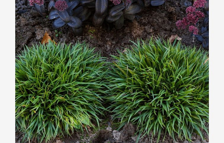 Chlpaňa chlpatá Igel - Luzula pilosa, kont. 0,5 l
