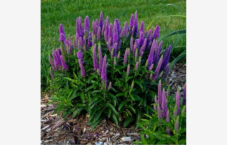 Veronika Magic Show Purple Illusion - Veronica hybrid, kont. 0,5 l