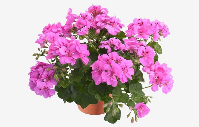 Muškát previsnutý Allegria Amethyst - Pelargonia, kont. 0,5 l