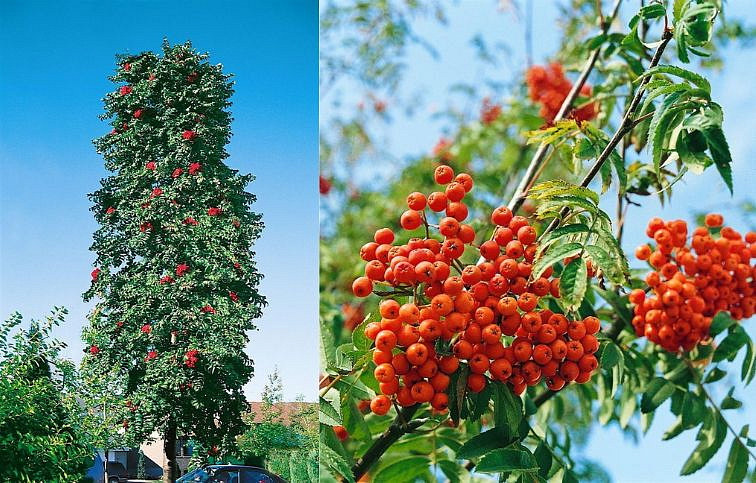 Jarabina vtáčia Fastigiata 70-100cm, kont. 2 l
