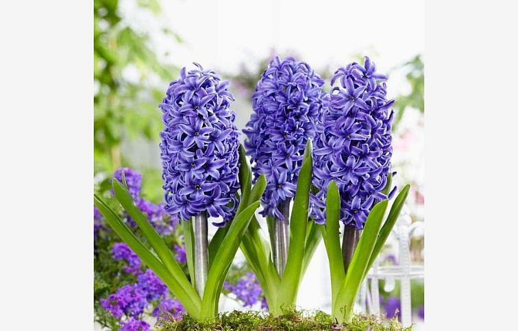 Hyacint Blue Pearl, kont. p7