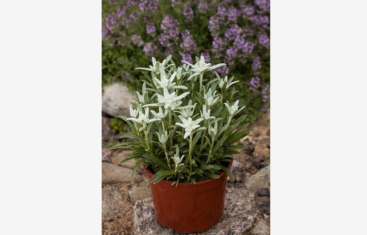 Plesnivec alpínsky May Snow - Leontopodium, kont. 0,5 l