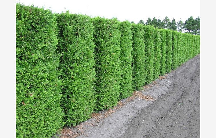 Tuja západná Brabant 140-160 cm, kont. 18-25 l