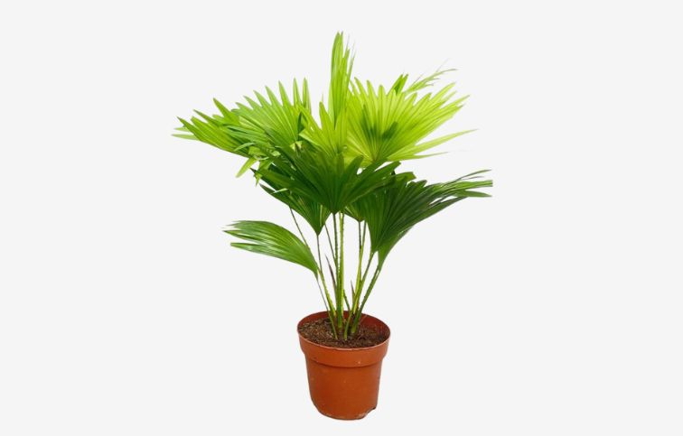 Livistona rotundifolia 40-60cm, kont. p17