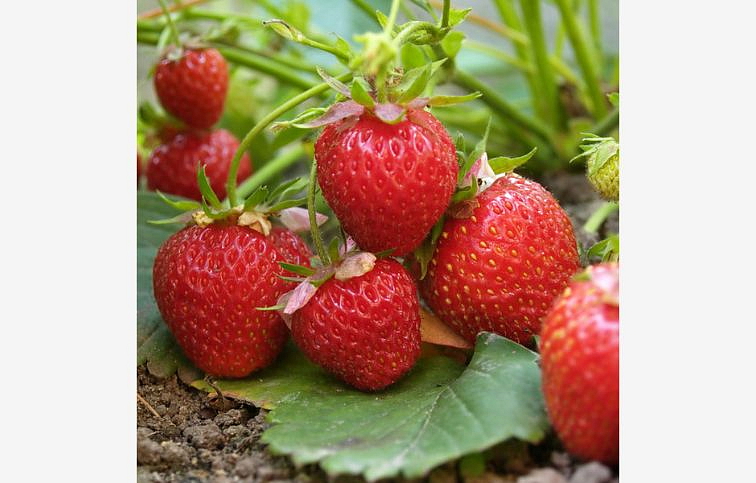 Jahody Malling Centenary - Frigo sadba A, zväzok 10 ks