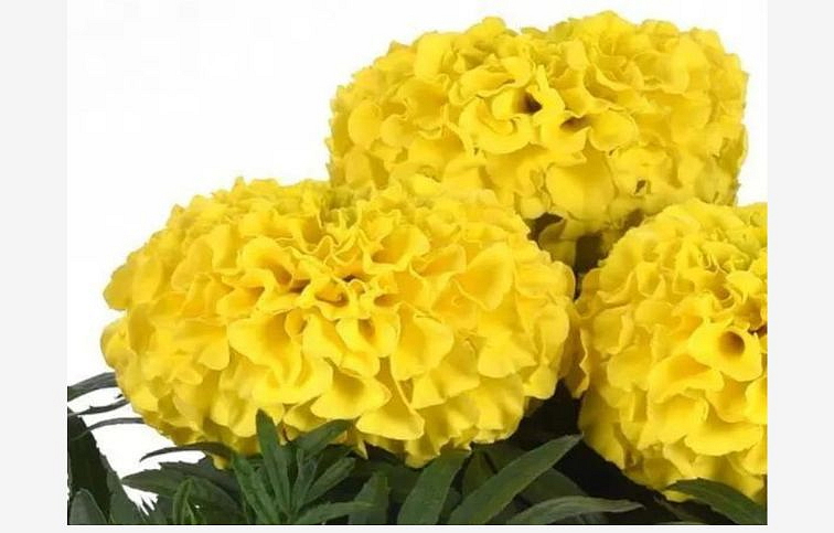Aksamietnica vzpriamená Tagetes Taishan Yellow, kont. 0,5 l