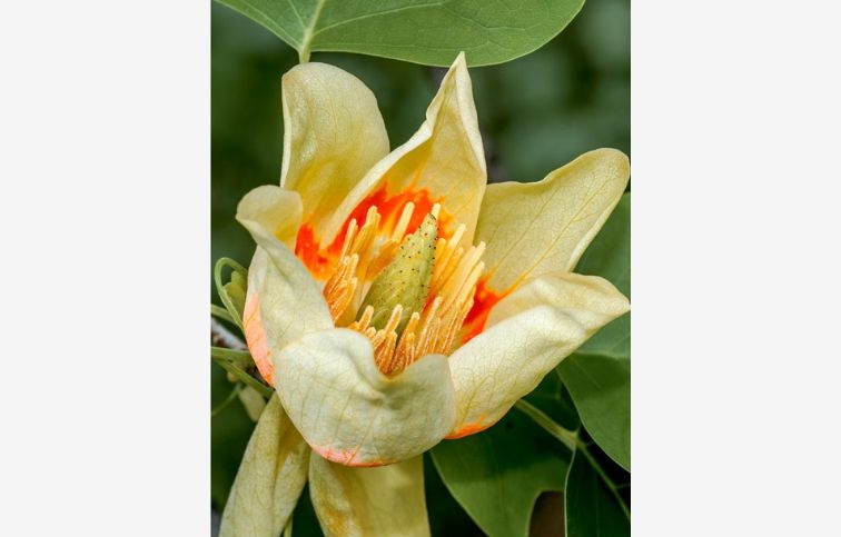 Ľaliovník Edward Gursztyn na cca 220cm kmeni, v. 270-300cm, obv. km. 10-12cm, kont. 25l