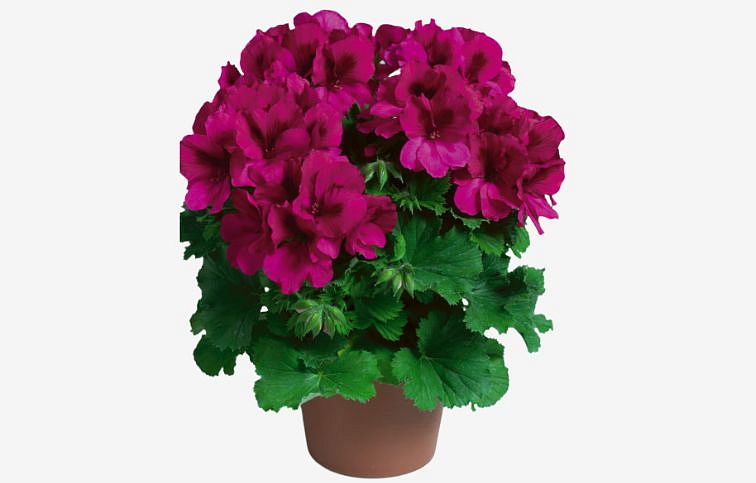 Muškát veľkokvetý Aristo Burgundy - Pelargonium, kont. 0,7 l