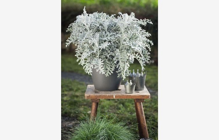 Starček prímorský 15-20cm, kont. p9