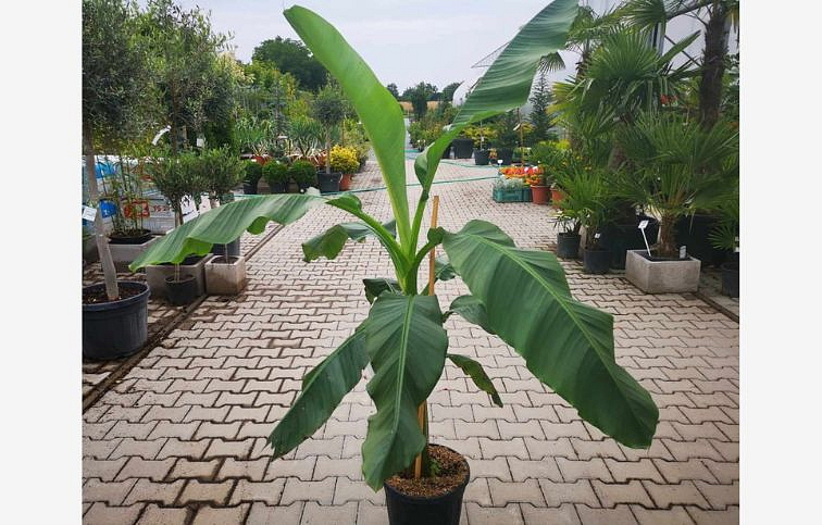 Banánovník SAKHALIN 200-250 cm, kont. 12 l