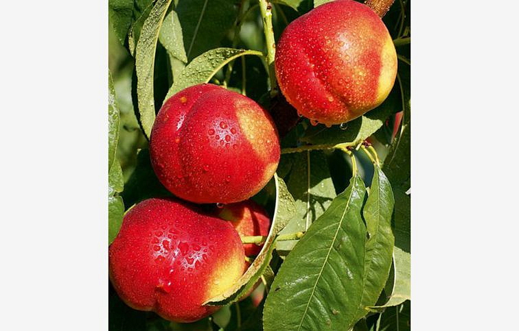 Nektárinka FANTASIA podp. Rakonieviczká, voľnok.