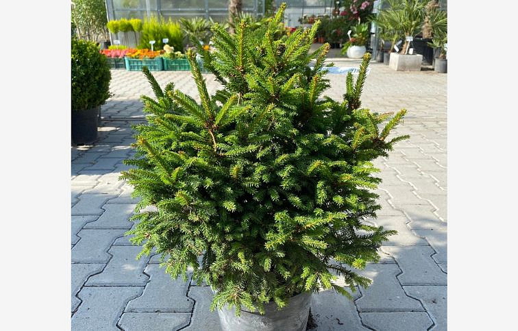 Smrek obyčajný BARRYI 30-40 cm, kont. 5 l