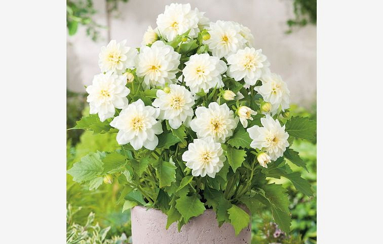 Georgína Imagine Power White - Dahlia, kont. 0,7 l