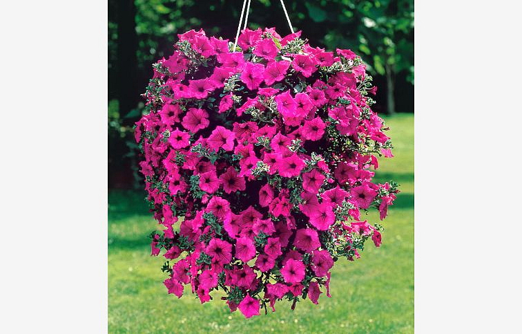Petúnia Surfinia Hot Pink, kont. 0,5 l