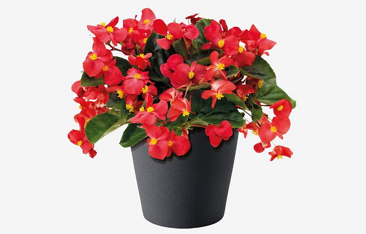 Begónia Big Deluxe Red, Green leaf - Begonia benariensis, kont. 0,5 l