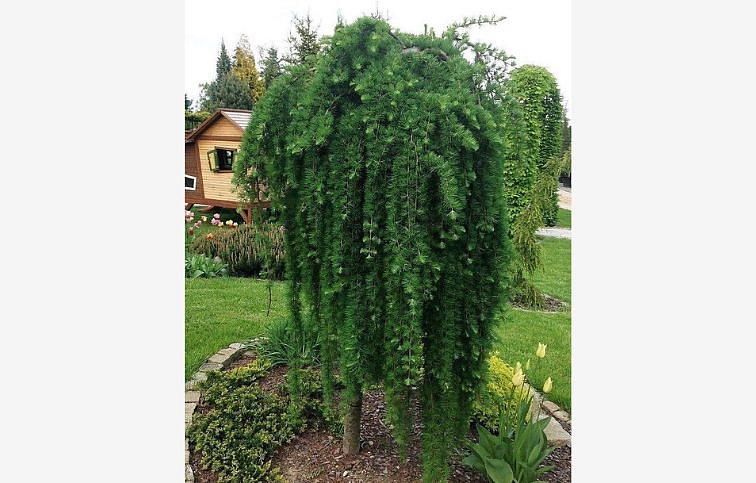 Smrekovec japonský STIFF WEEPER na kmienku 100-120 cm, kont. C5