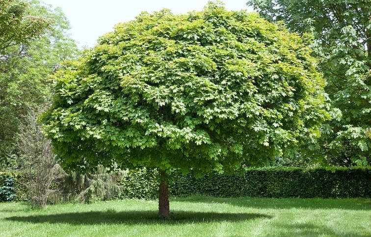 Javor poľný Hannys Globe na 80-90cm kmeni, výška 140-160cm, obvod kmeňa 10-12cm, kont. 25