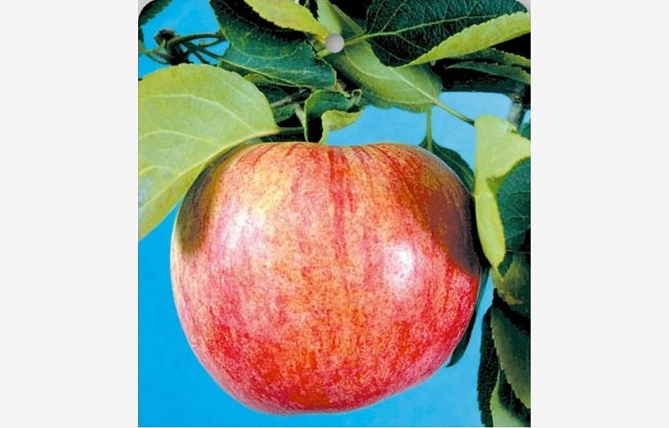 Jabloň Jakubky červené, podpník M26, voľnok.