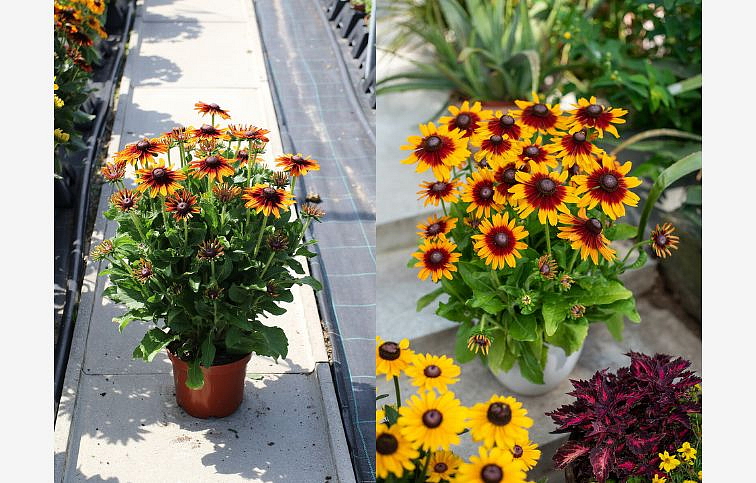 Rudbekia SmileyZ Joyful - Rudbeckia, kont. 1 l