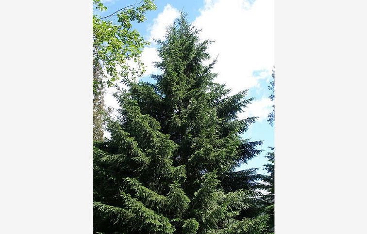 Smrek x Łotwa obovata var. caerulea 90-100 cm, kont. 7,5 l