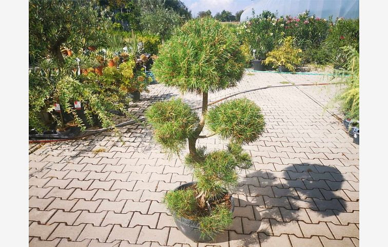 Borovica lesná bonsaj 80-100 cm, v miske 40 l