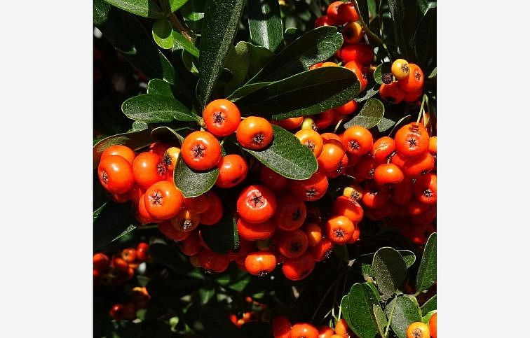 Hlohyňa šarlátová červená 170-200cm, kont. 10 l