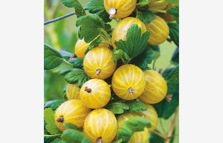 Egreš kríkový Rodnik, voľnok.