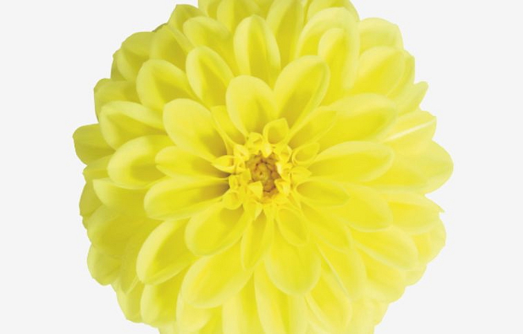 Georgína Imagine Midi Yellow - Dahlia, kont. 0,7 l