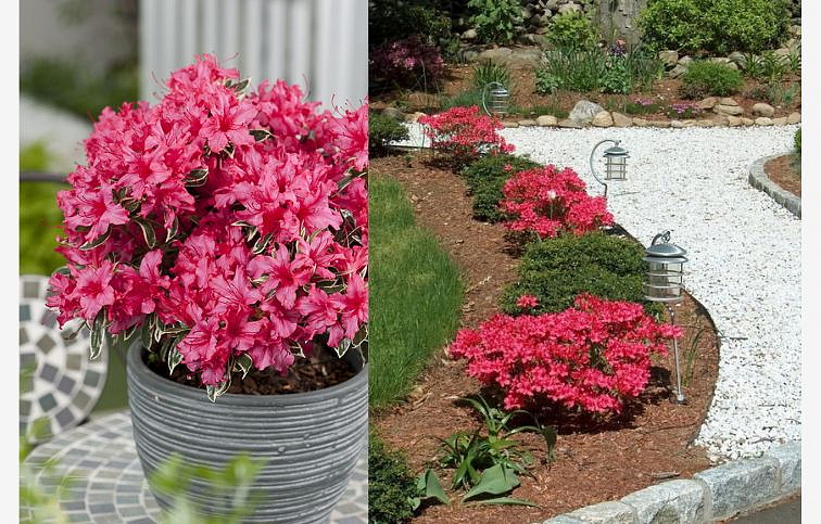 Azalka japonská Silver Sword 30-40 cm, kont. p17