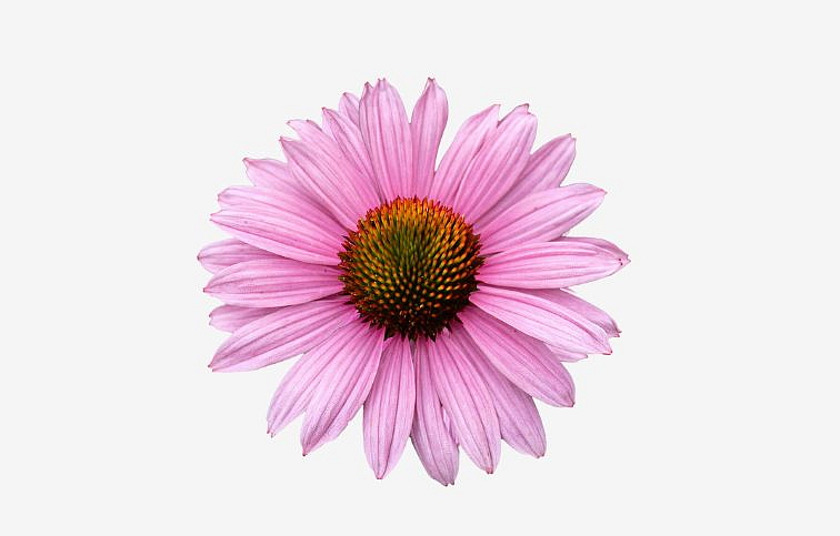 Echinacea purpurová Pearl Light Pink, kont. 1 l