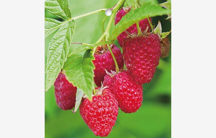 Malina Glen Ample, voľnok.