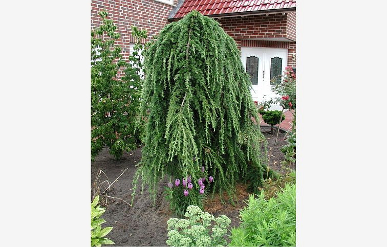 Smrekovec japonský STIFF WEEPER na kmienku 100-120 cm, kont. C5