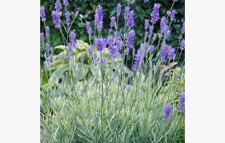 Levanduľa prostredná Platinum Blonde - Lavandula intermedia, kont. 0,5 l
