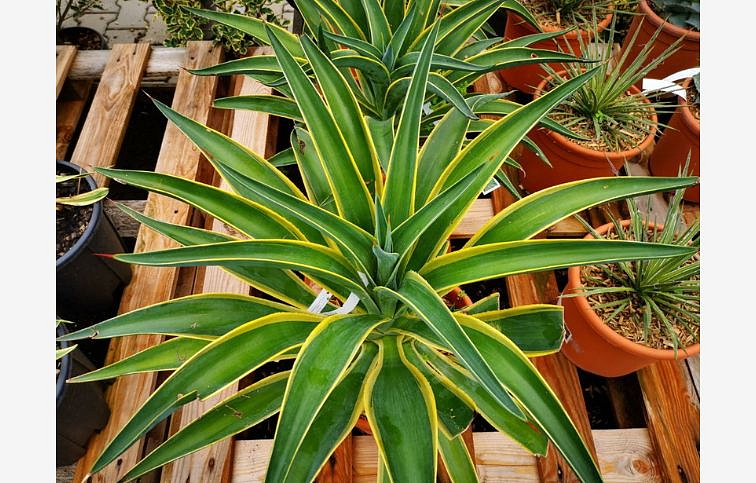 Agave DESMETIANA VARIEGATA 20-40 cm, kont. 7,5 l