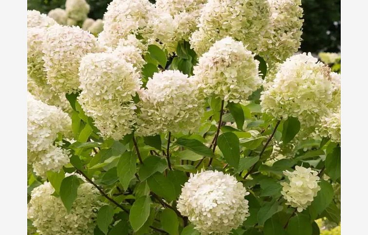 Hortenzia metlinatá Limelight na cca 40cm kmienku, výška 90-110 cm, kont. C10