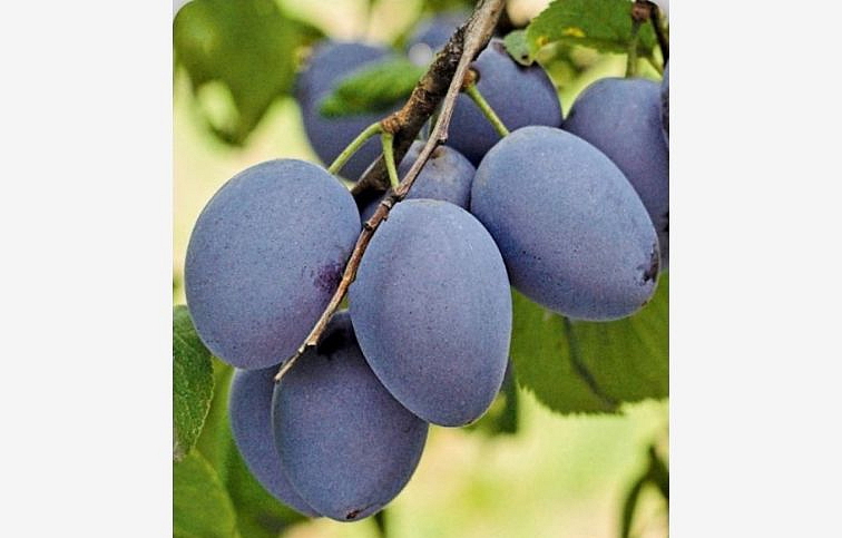 Slivka Jojo podpník myrobalán, voľnok.