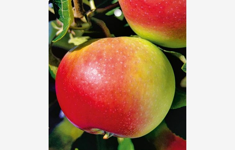 Jabloň Early Geneva, podp. M7, voľnok.