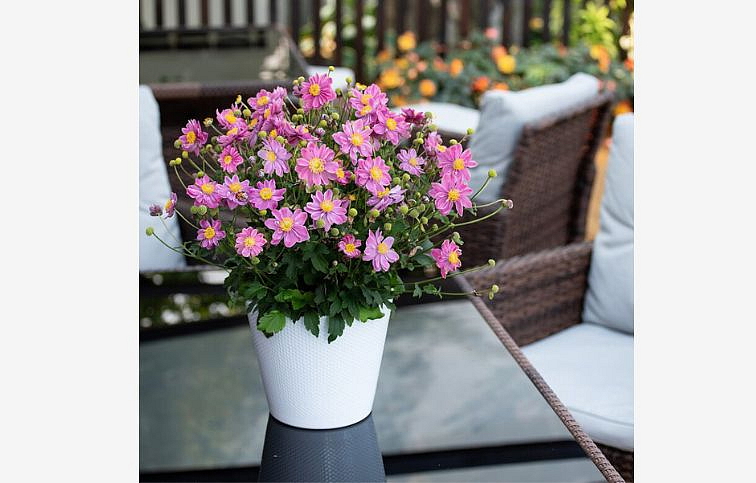 Veternica Little Breeze Sweet - Anemone, kont. 0,5 l