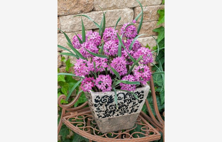 Okrasný cesnak Oreophilum 3 ks v kont. 0,5 l