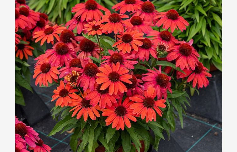 Echinacea purpurová SunMagic Vintage Ruby, kont. 1 l