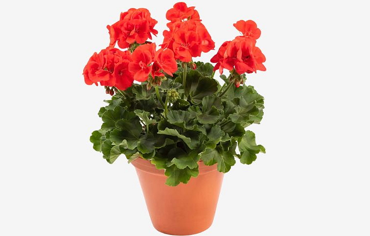 Muškát vzpriamený Signal - Pelargonium, kont. 0,7 l