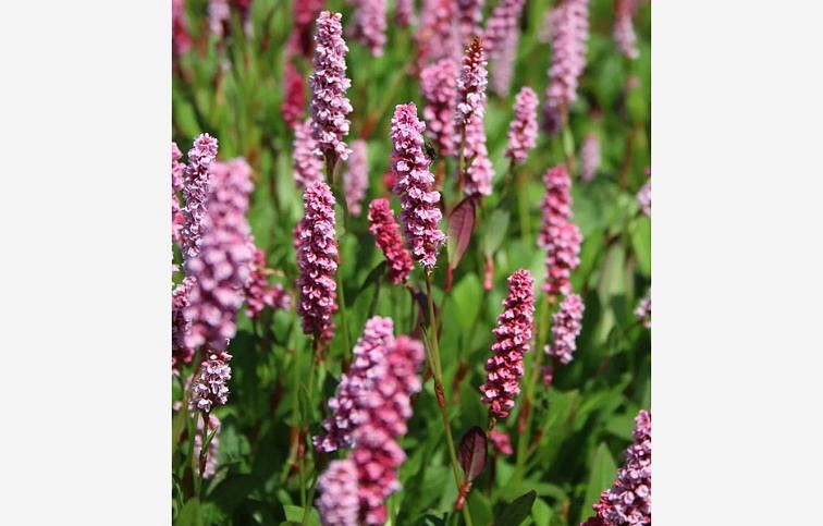 Horčiak Donald Lowndes - Persicaria affinis, kont. 0,5 l